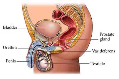 Prostate Cancer - Cancer Care - Mater Private Network