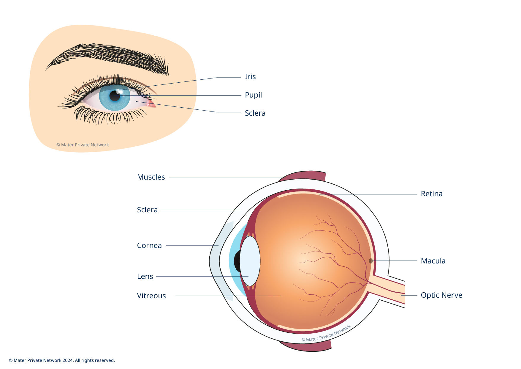 2145 Medical Image Eye V4 Eye