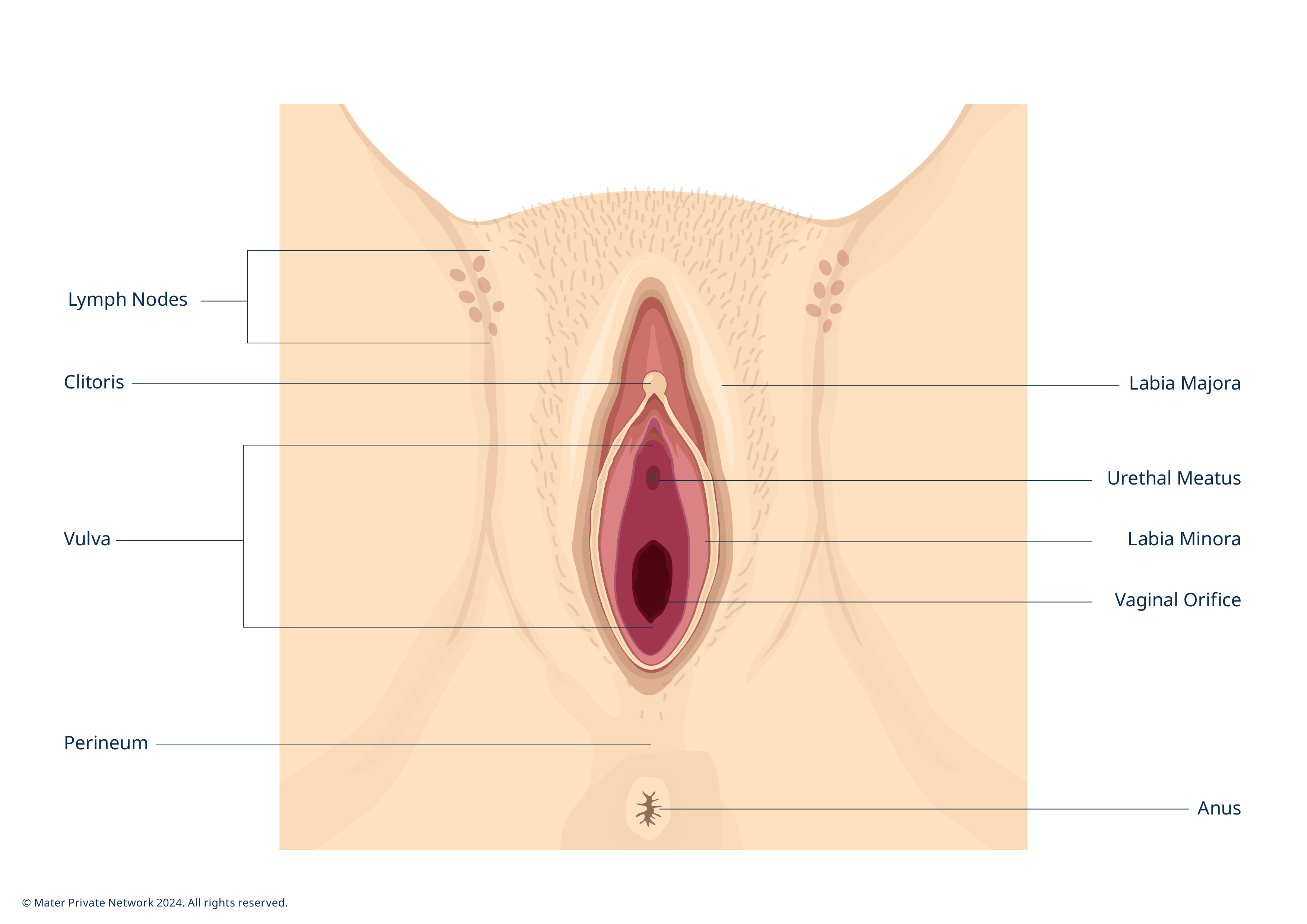 2192 Female cancers - Female Genital Anatomy 02_AD