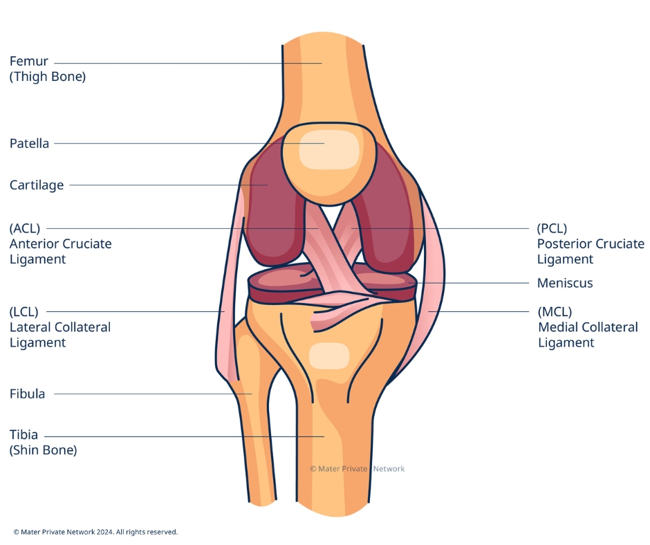 Knee